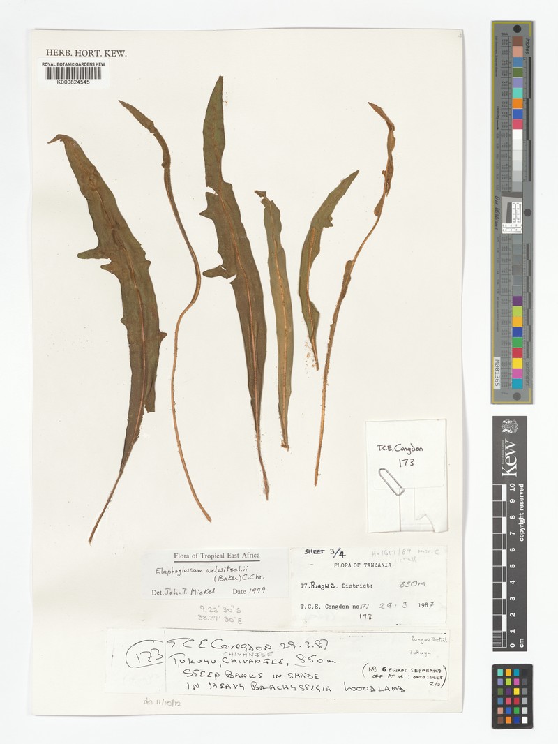 Elaphoglossum welwitschii photo 4