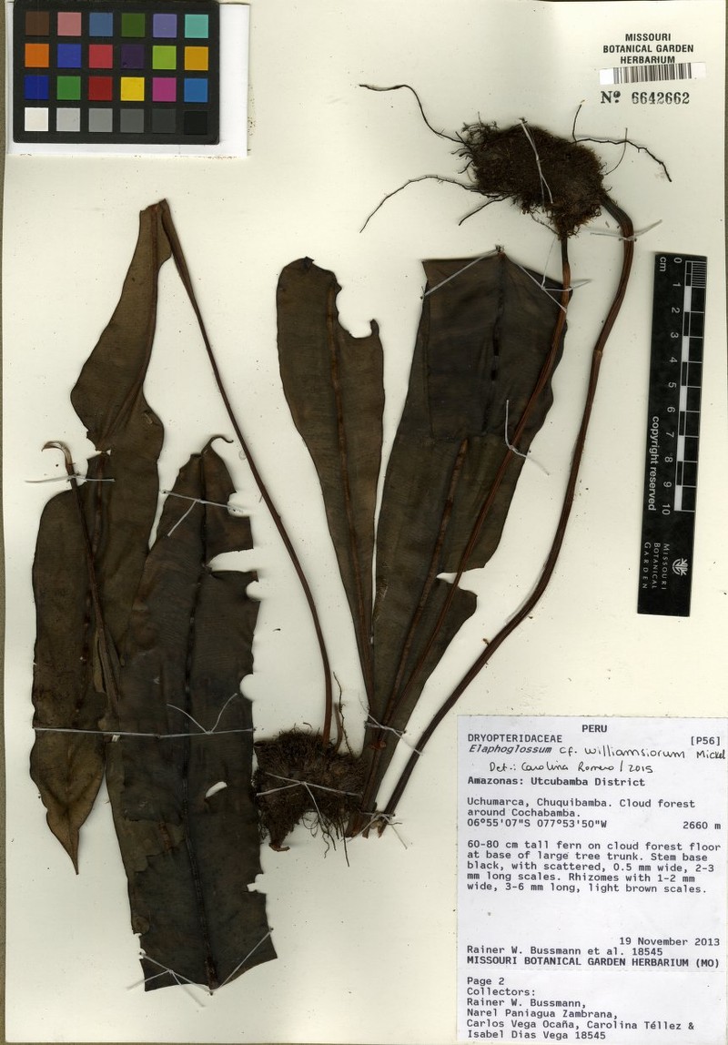 Elaphoglossum williamsiorum
