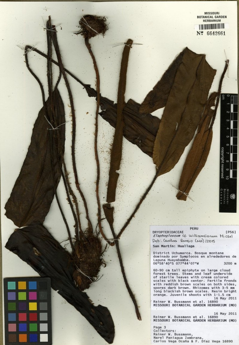 Elaphoglossum williamsiorum photo 2