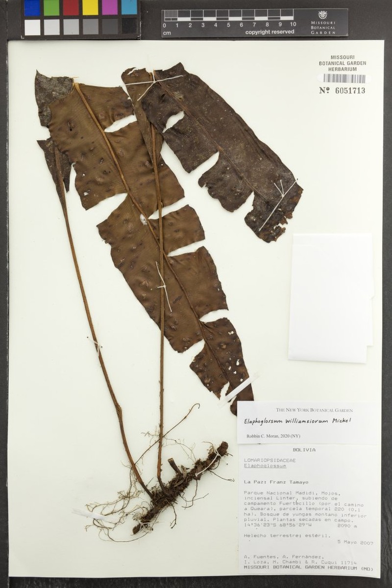 Elaphoglossum williamsiorum photo 3