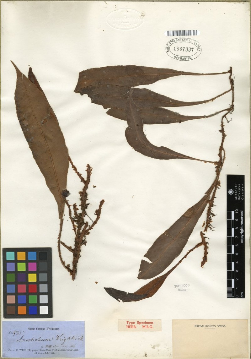 Elaphoglossum wrightii