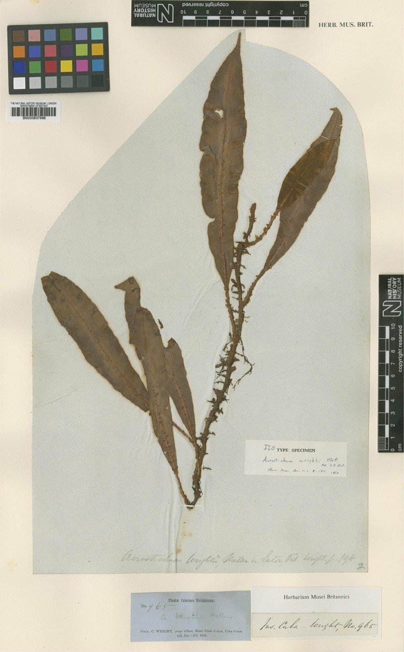 Elaphoglossum wrightii photo 2