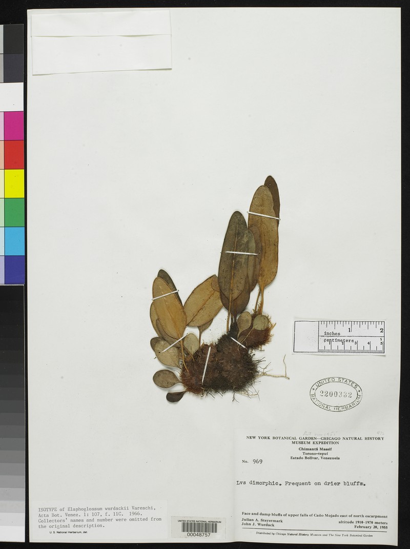 Elaphoglossum wurdackii