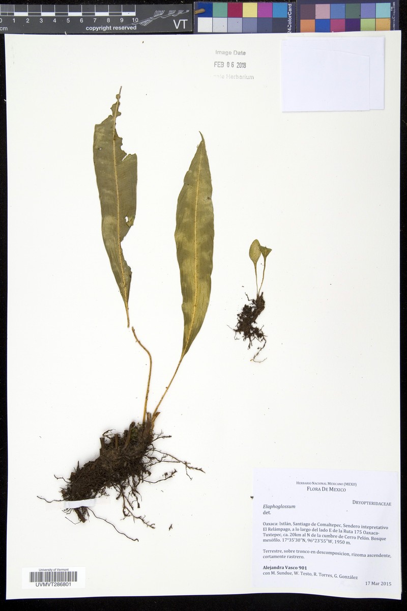 Elaphoglossum xanthopodum