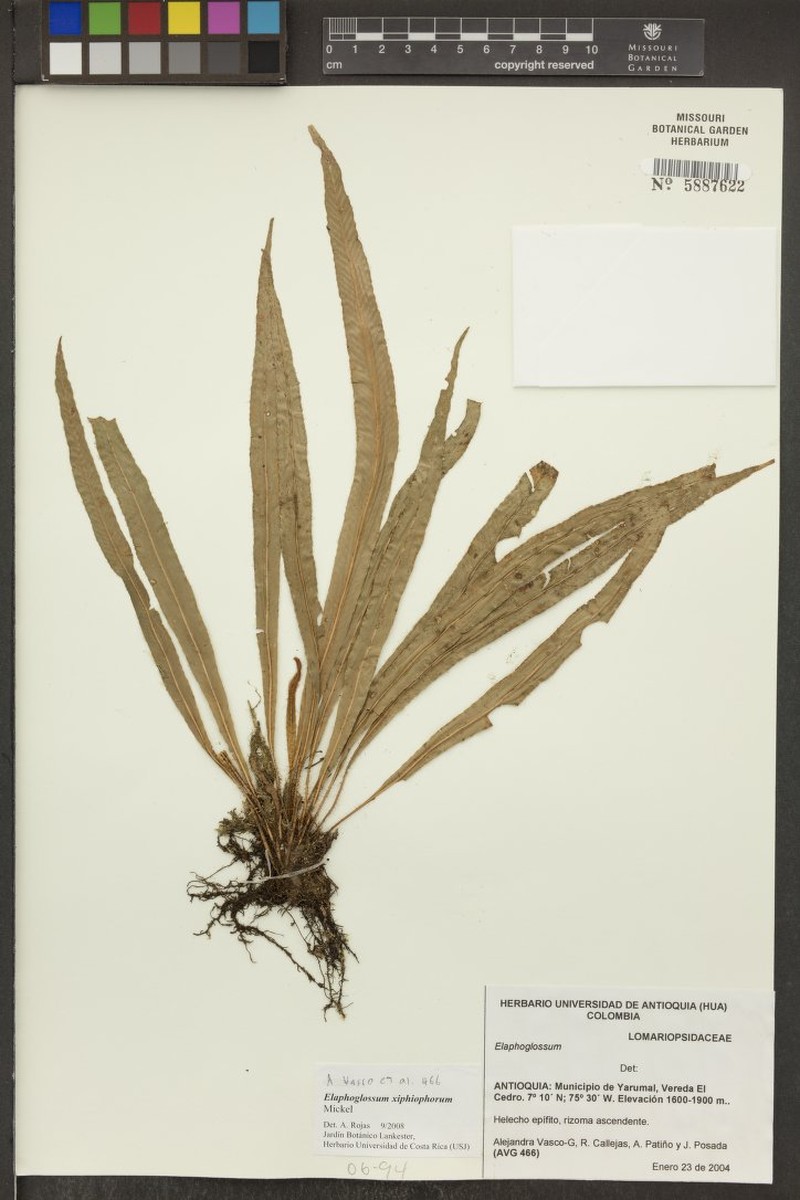 Elaphoglossum xiphiophorum