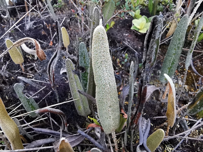 Elaphoglossum yatesii photo 2