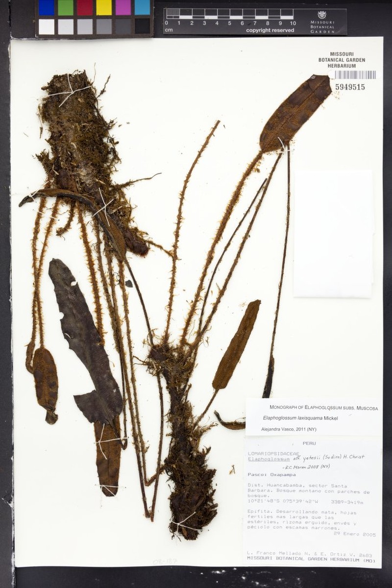 Elaphoglossum yatesii photo 3