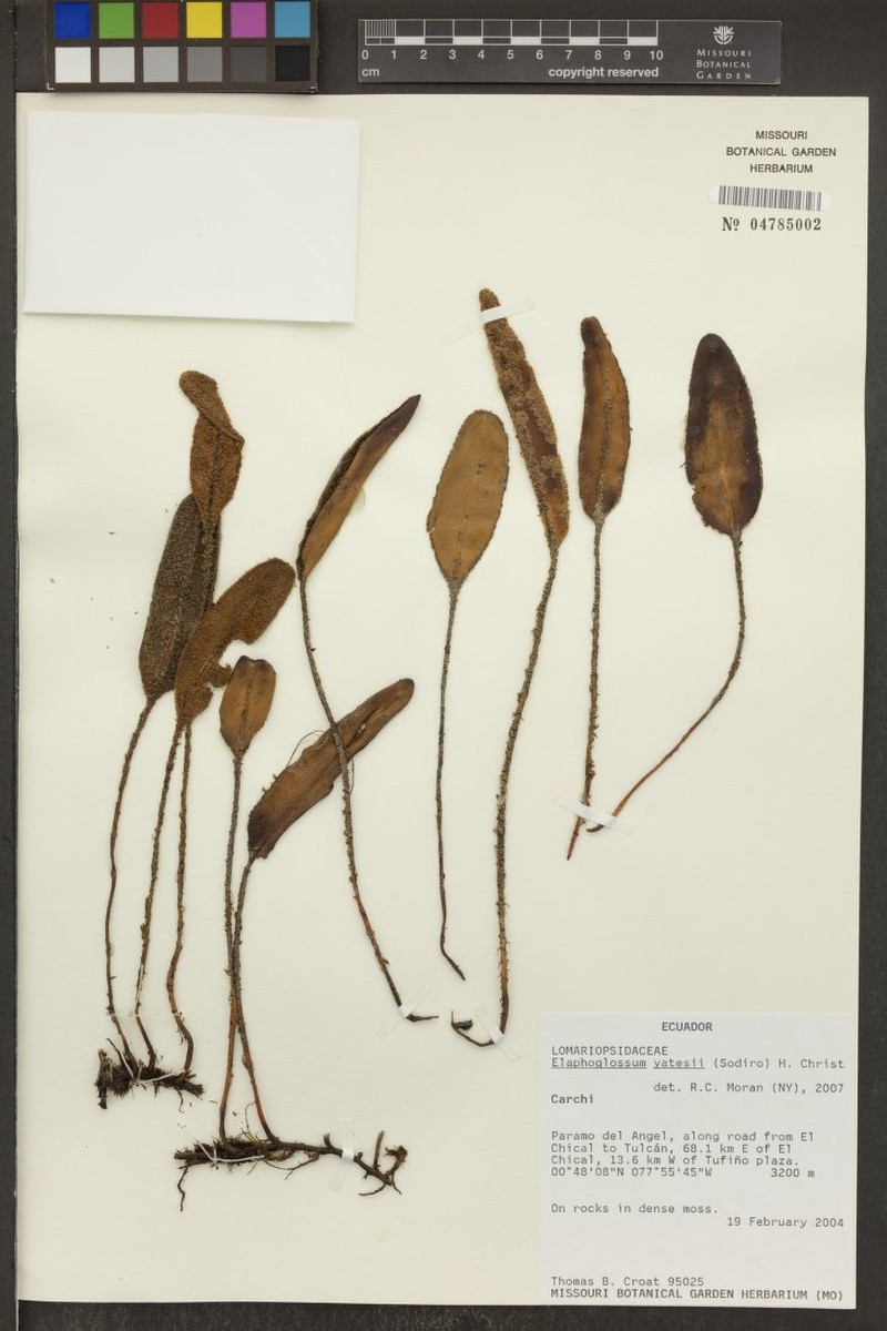Elaphoglossum yatesii photo 4