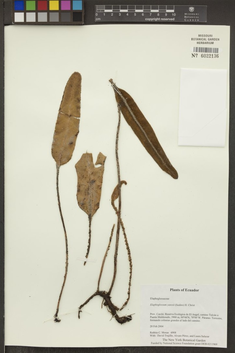 Elaphoglossum yatesii photo 5