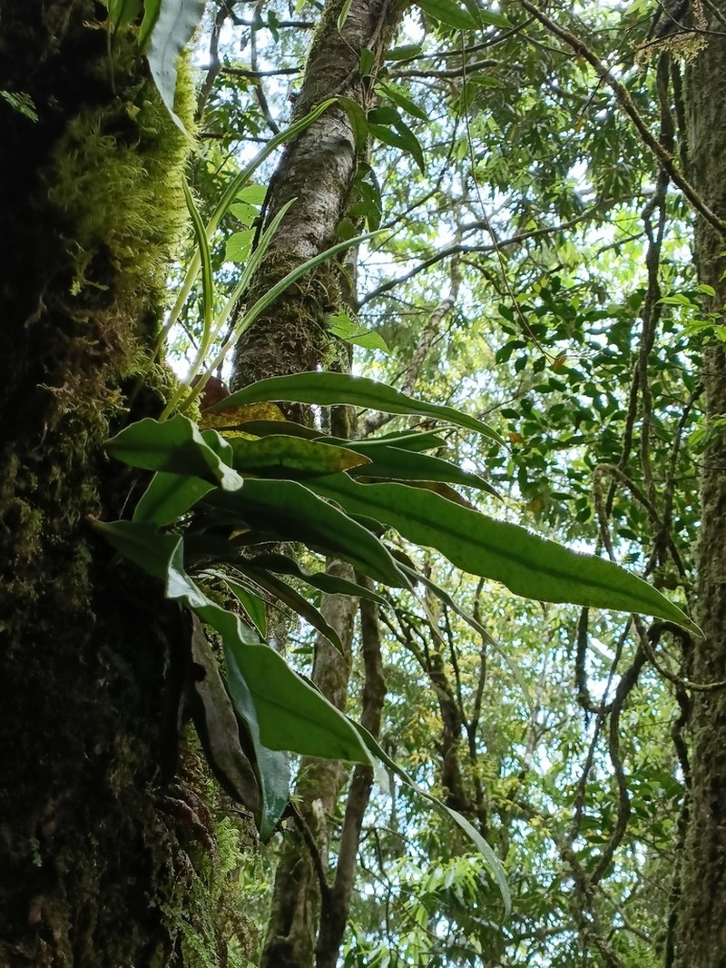 Elaphoglossum yoshinagae photo 2