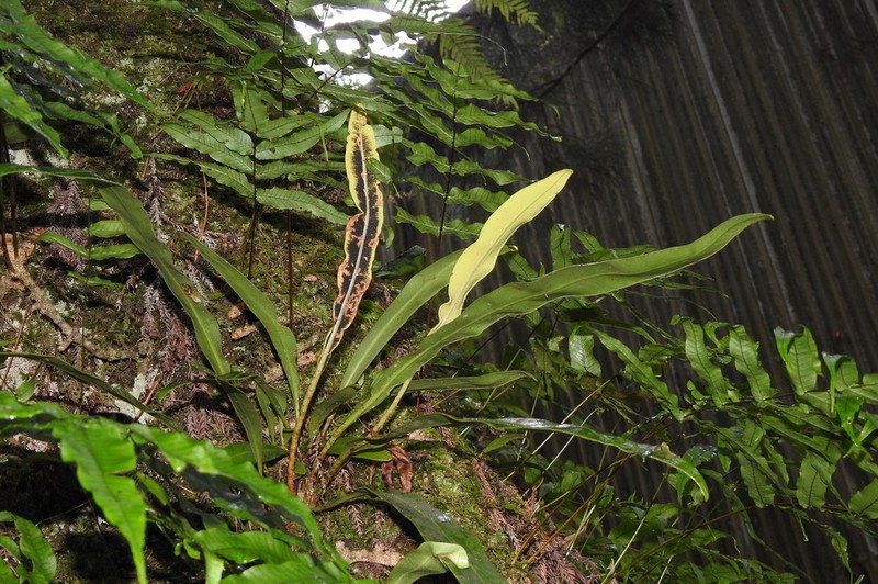 Elaphoglossum yoshinagae photo 3