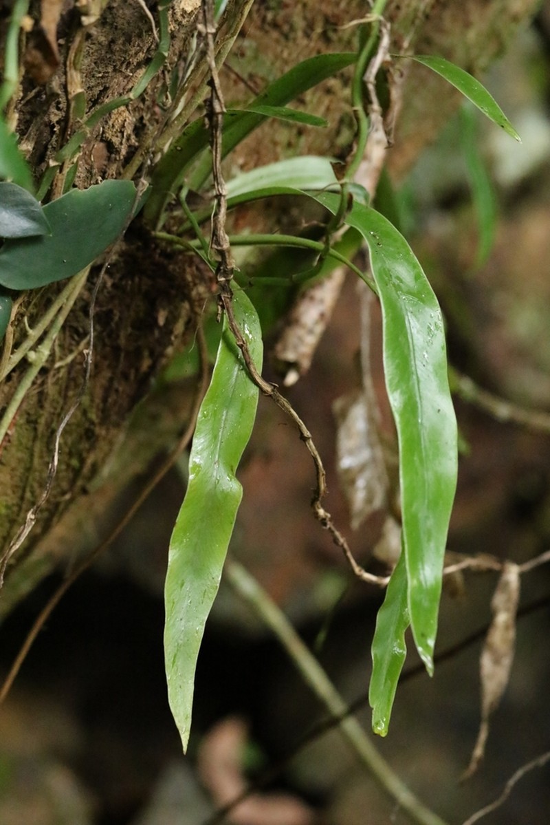 Elaphoglossum yoshinagae photo 4