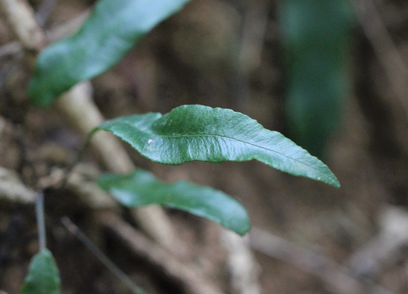 Elaphoglossum yoshinagae photo 5