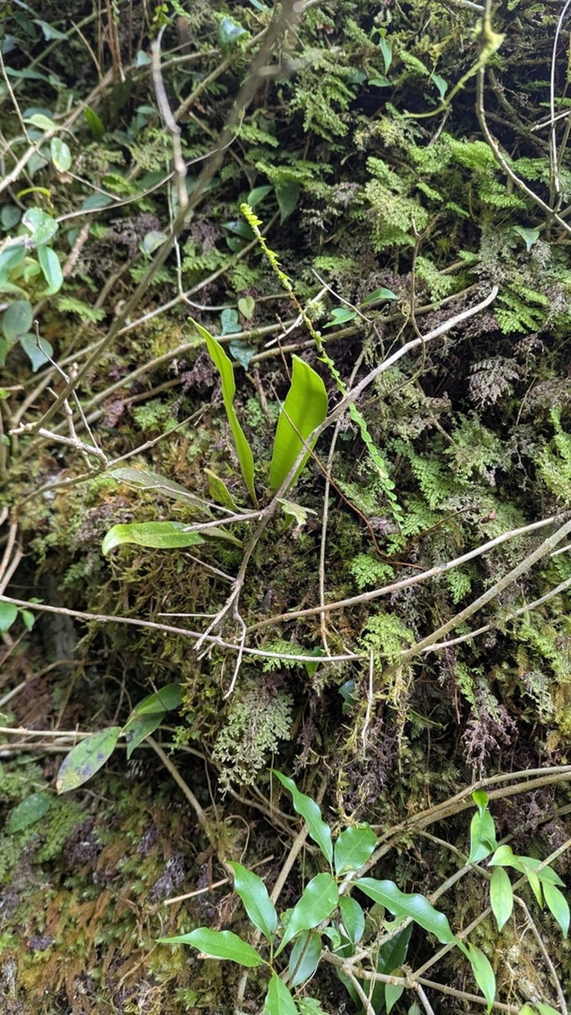 Elaphoglossum yoshinagae photo 6