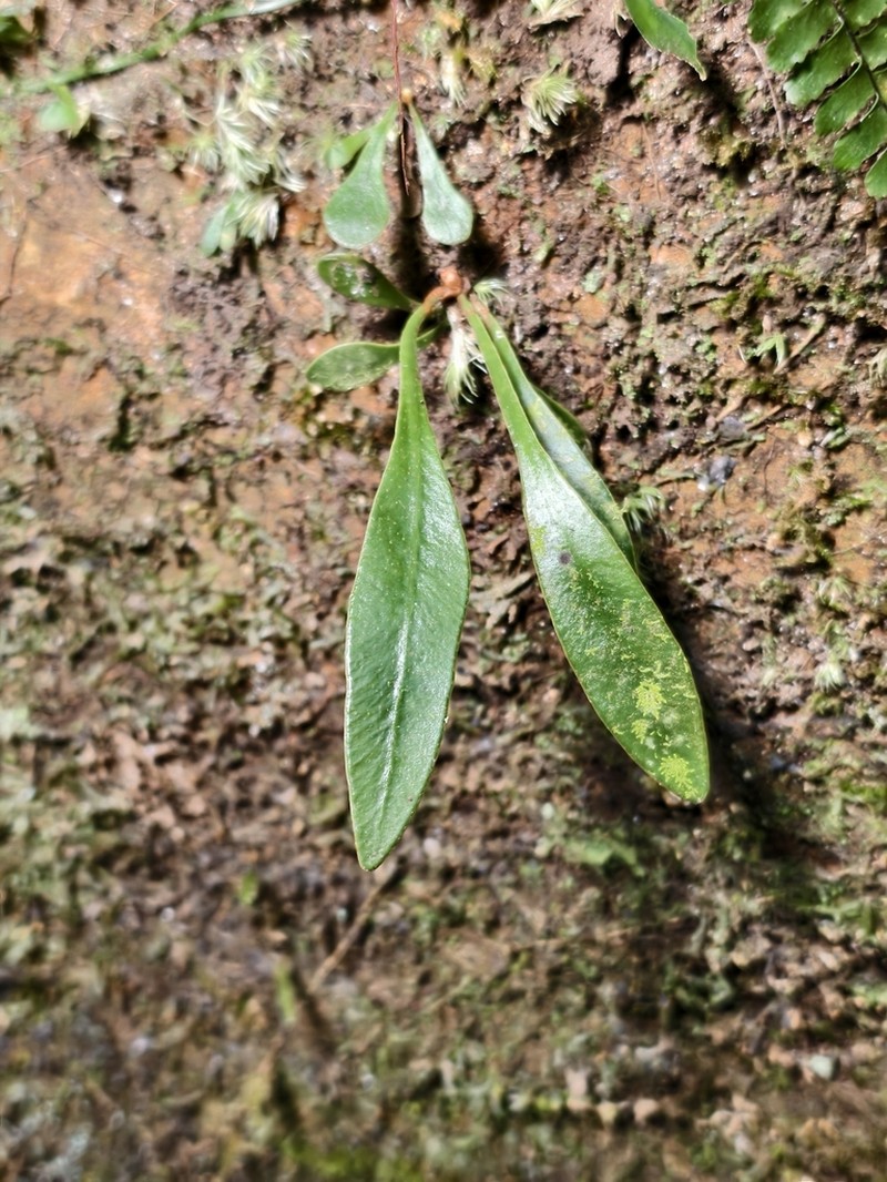 Elaphoglossum yoshinagae photo 7