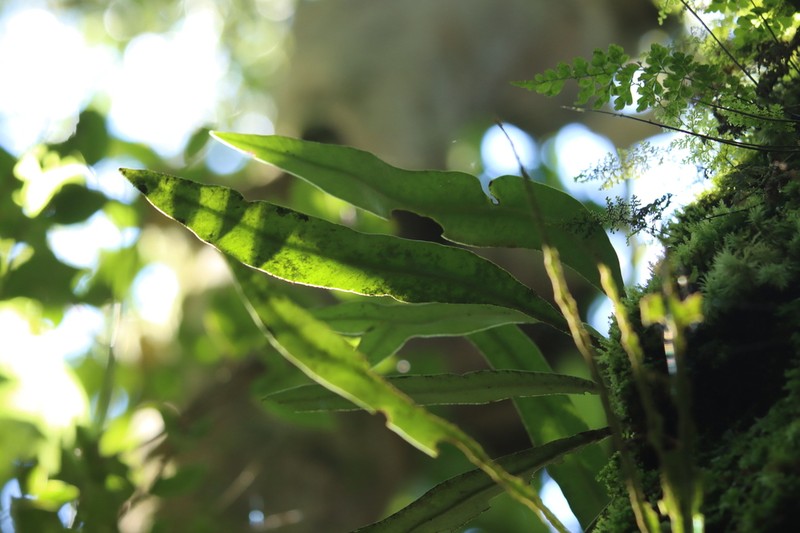 Elaphoglossum yoshinagae photo 8