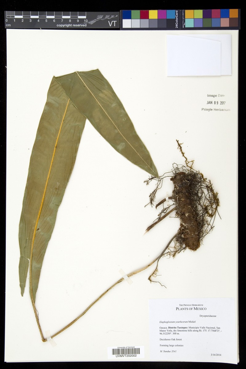 Elaphoglossum yourkeorum