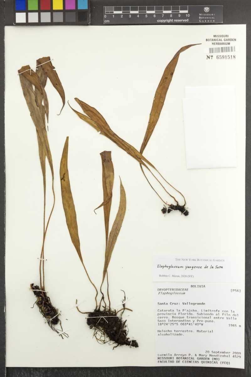 Elaphoglossum yungense