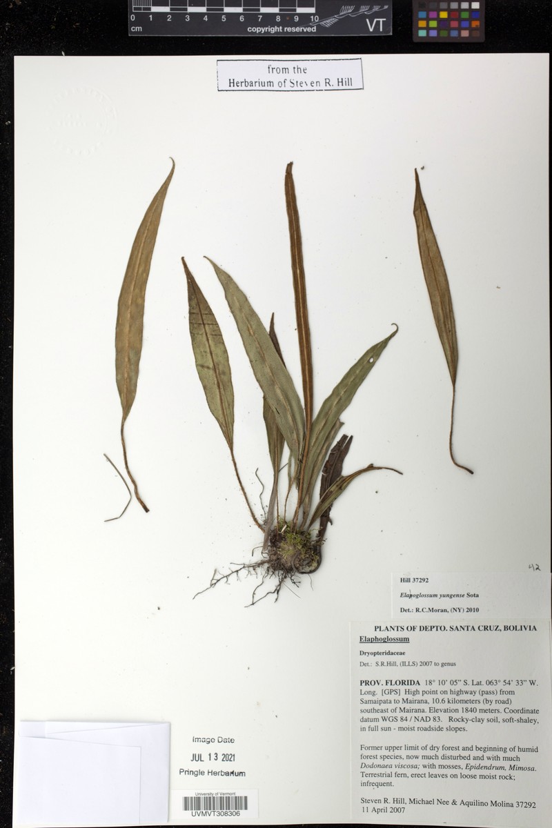 Elaphoglossum yungense photo 2