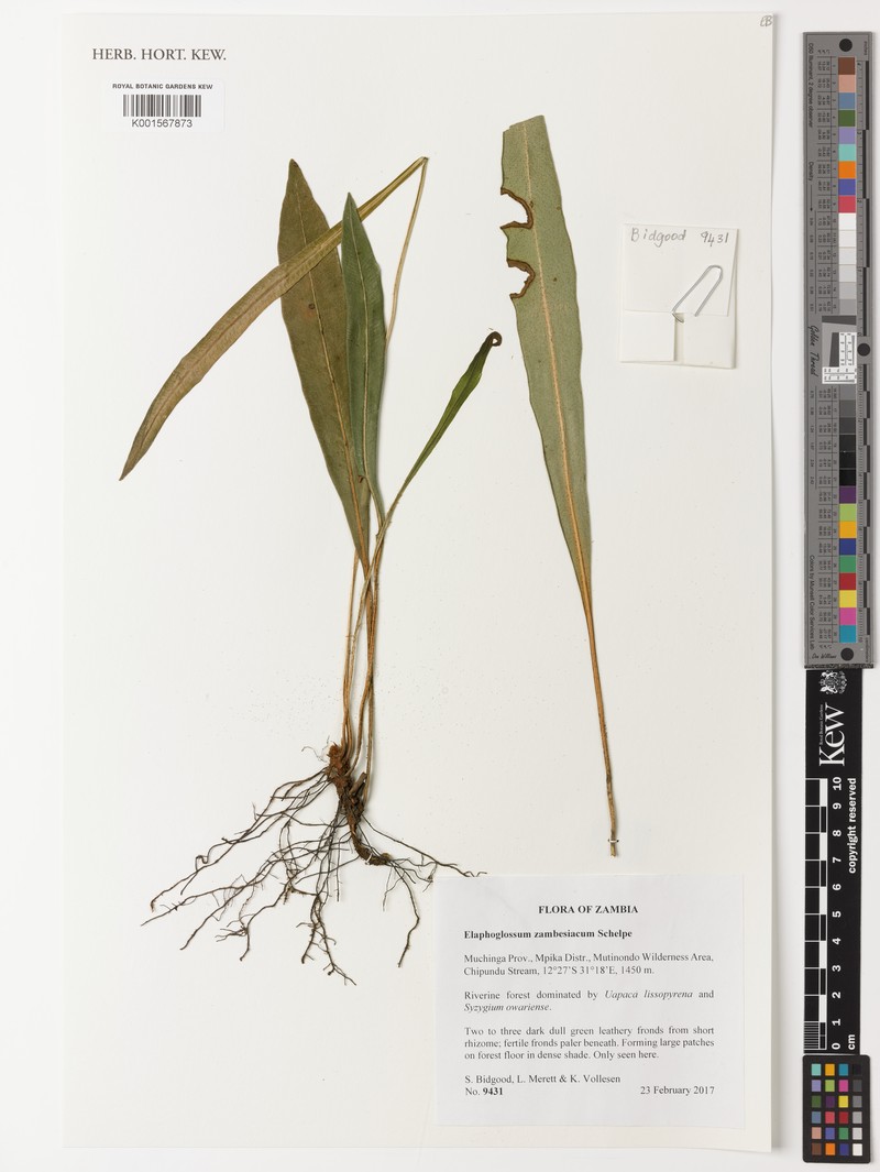 Elaphoglossum zambesiacum