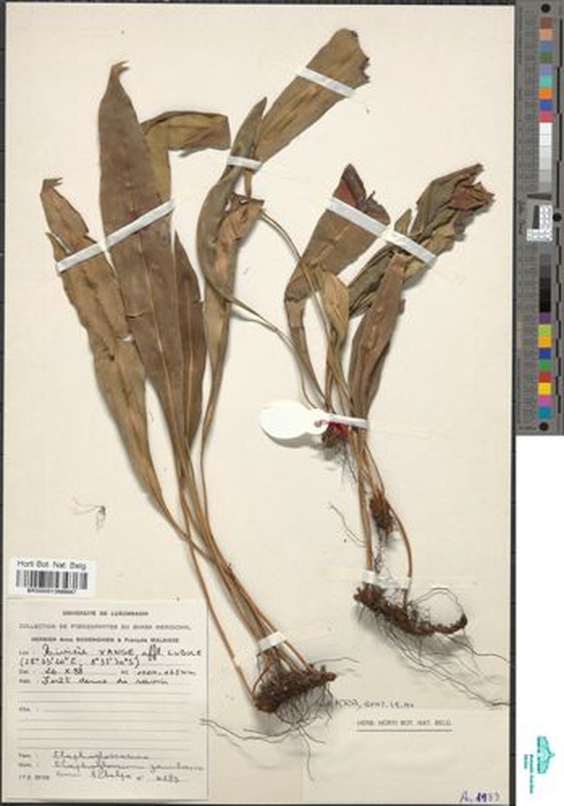 Elaphoglossum zambesiacum photo 2