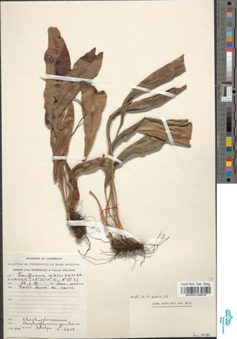 Elaphoglossum zambesiacum photo 3