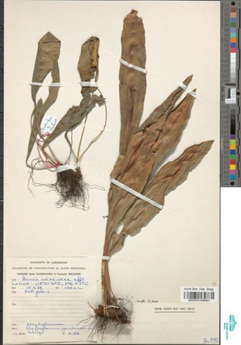 Elaphoglossum zambesiacum photo 4