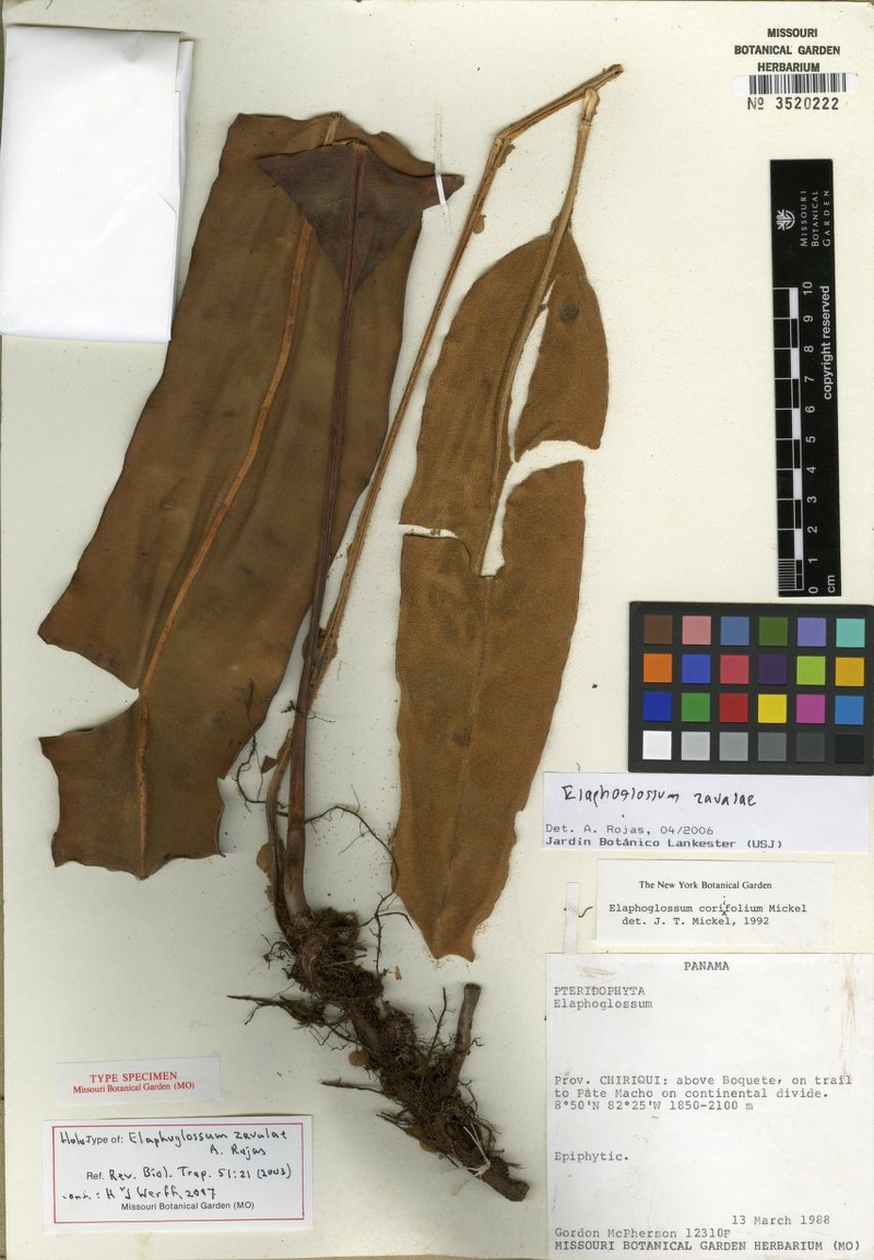 Elaphoglossum zavalae