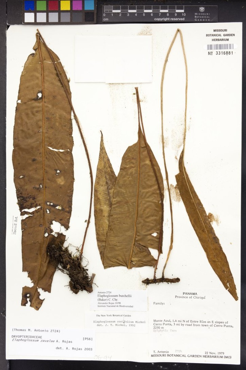Elaphoglossum zavalae photo 2