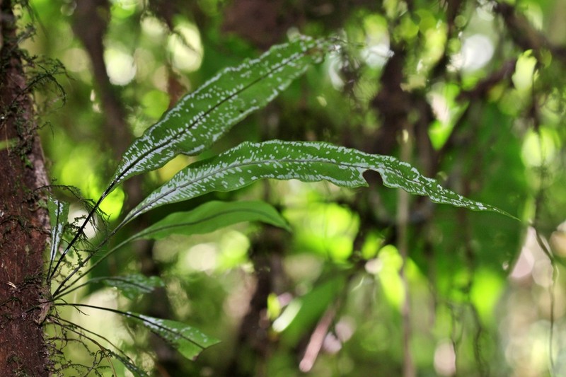 Elaphoglossum zebrinum