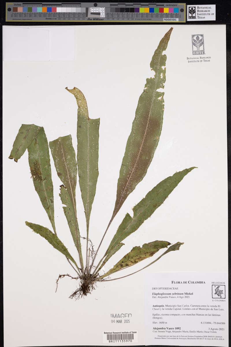 Elaphoglossum zebrinum photo 2