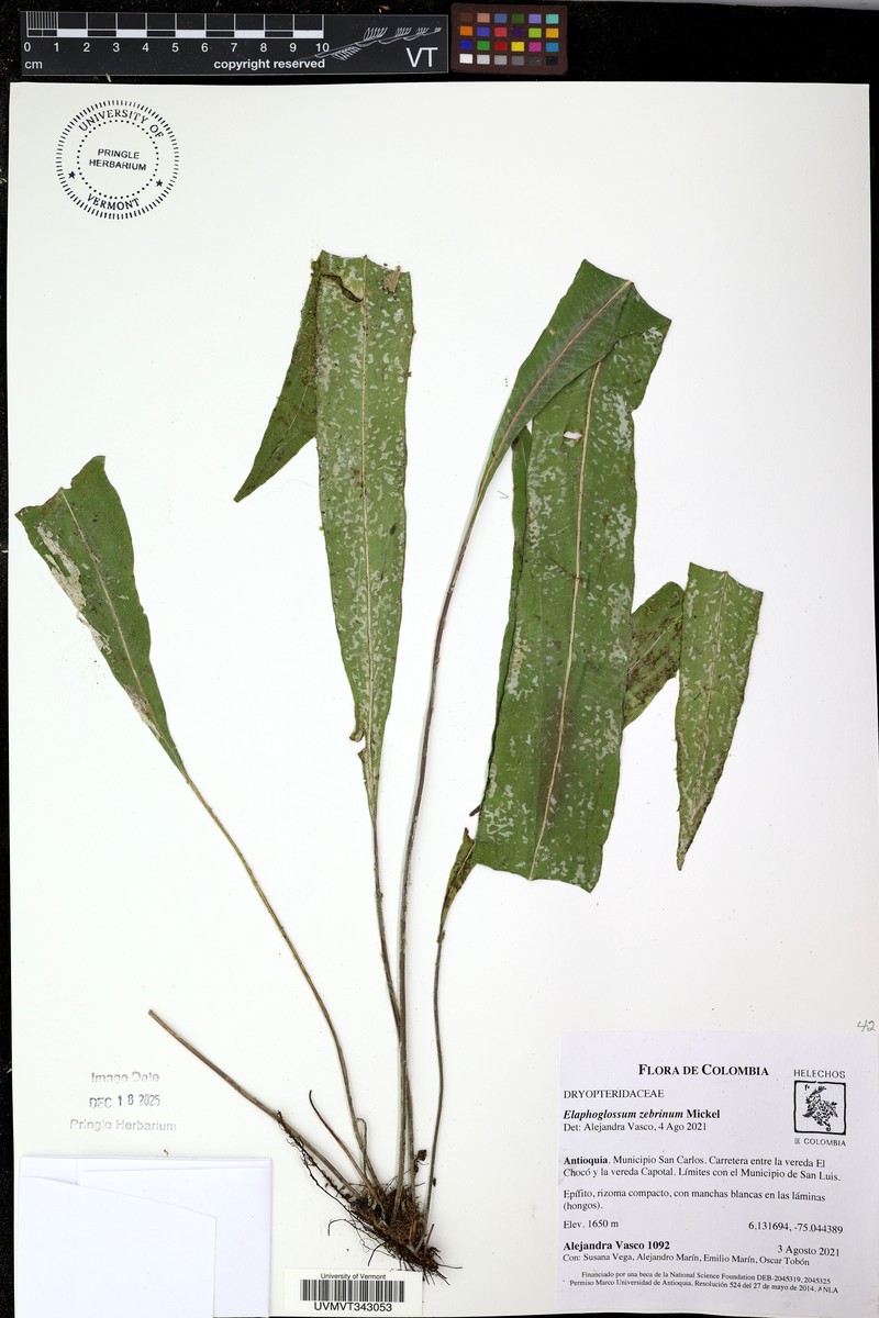 Elaphoglossum zebrinum photo 3