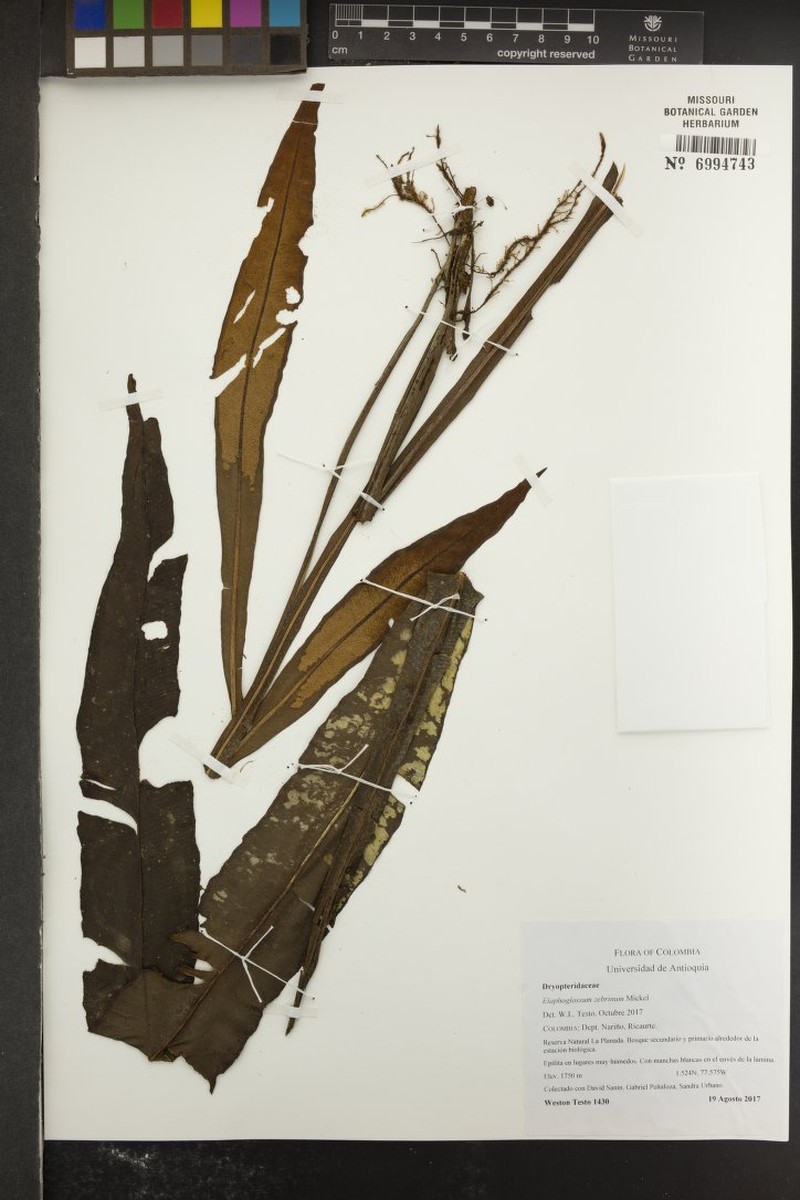 Elaphoglossum zebrinum photo 4