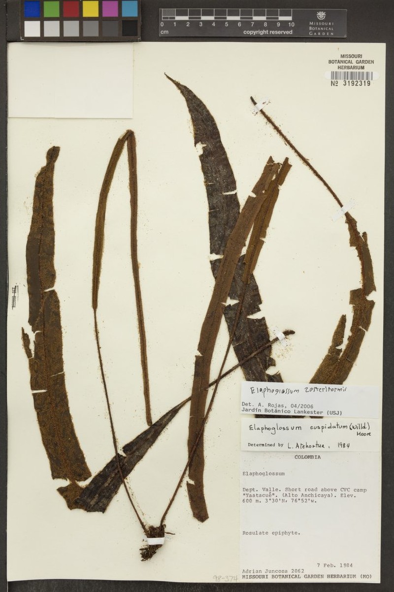 Elaphoglossum zosteriformis