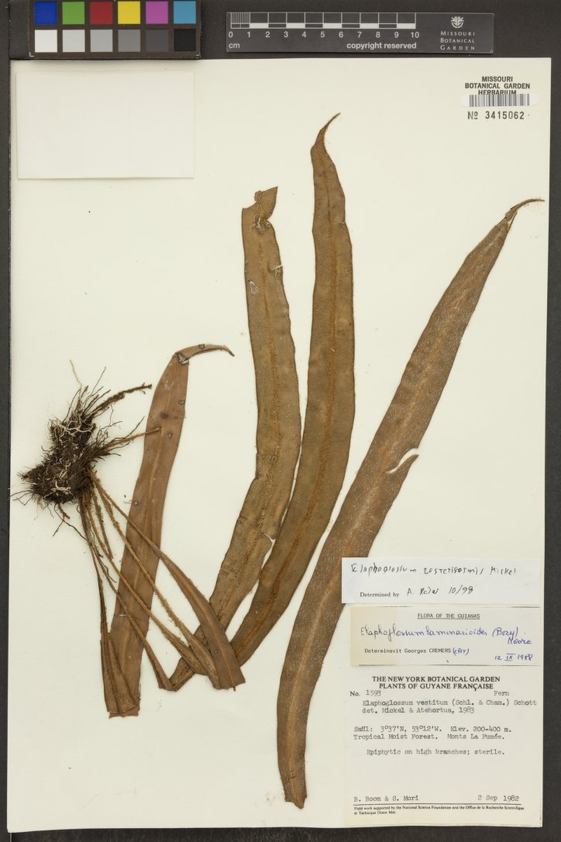 Elaphoglossum zosteriformis photo 2