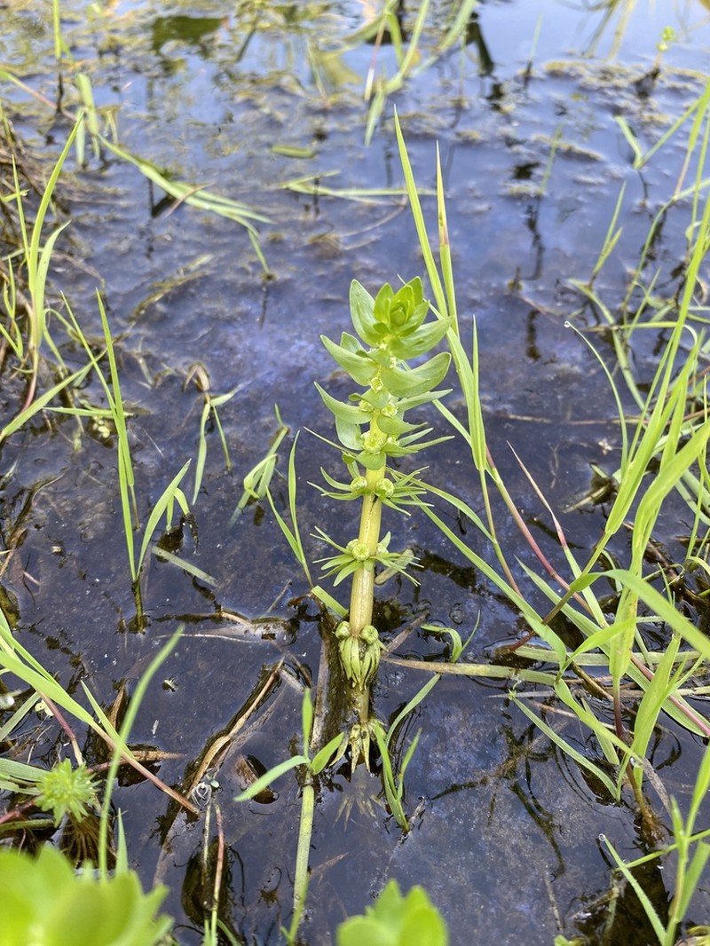 Elatine alsinastrum photo 2