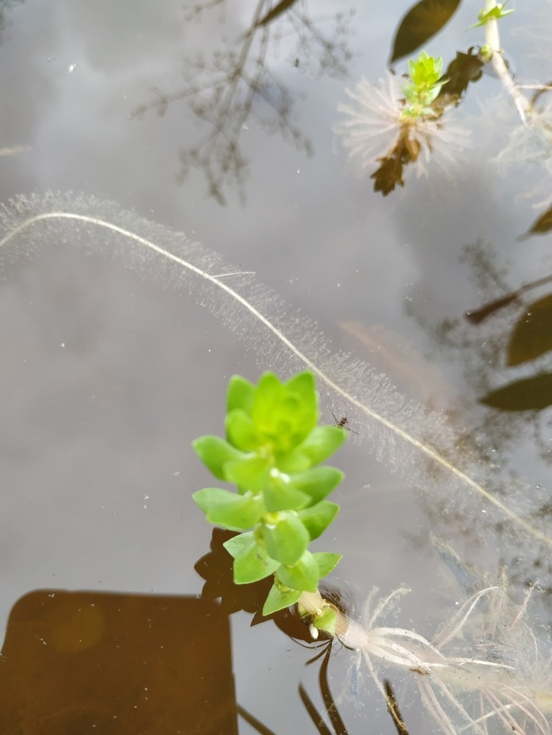Elatine alsinastrum photo 4