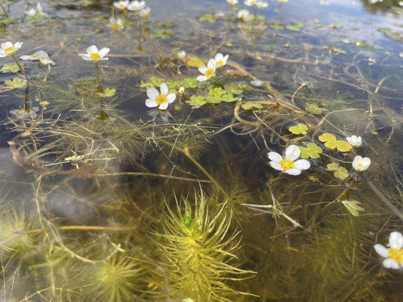 Elatine alsinastrum photo 5
