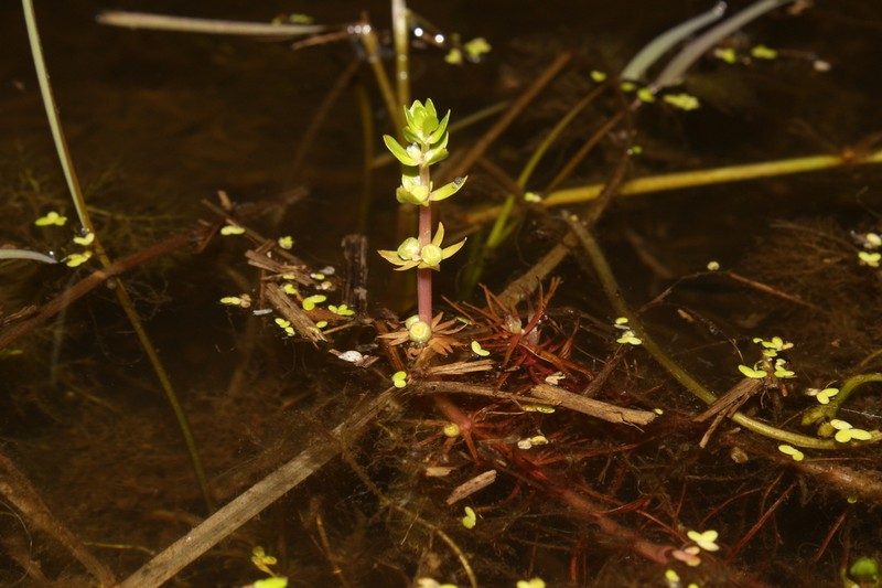 Elatine alsinastrum photo 7