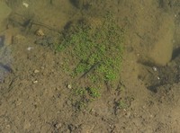 American Waterwort