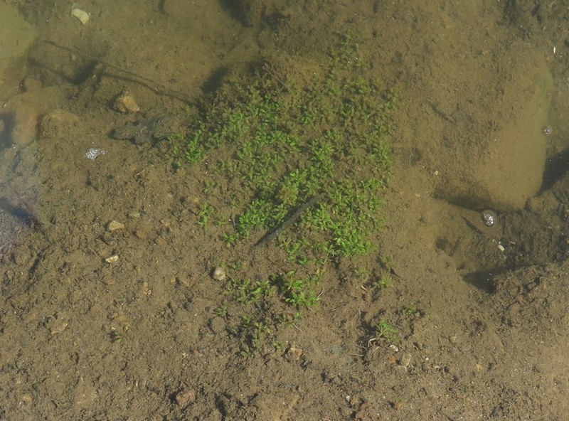 American Waterwort