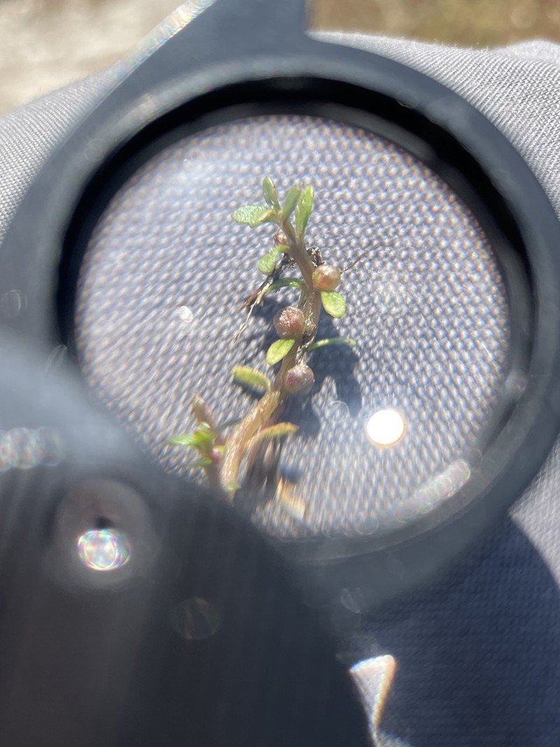 American Waterwort photo 2