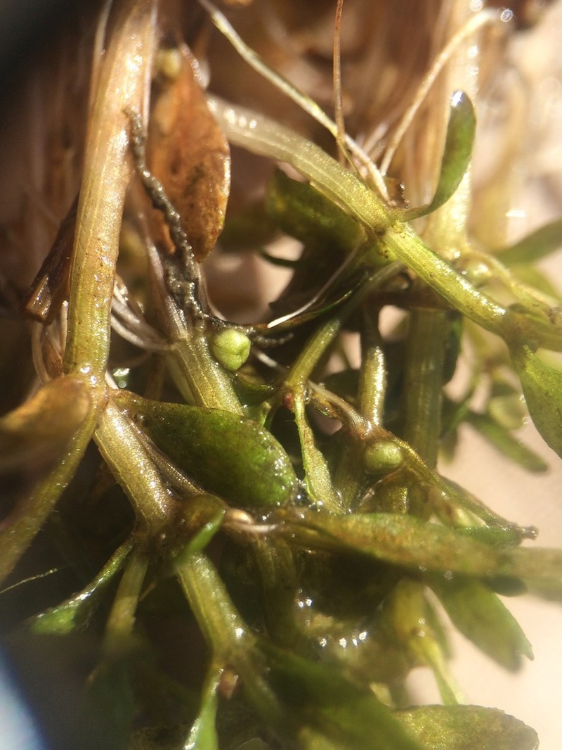 American Waterwort photo 3
