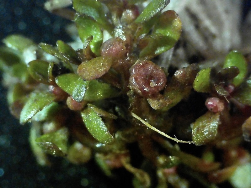 American Waterwort photo 4