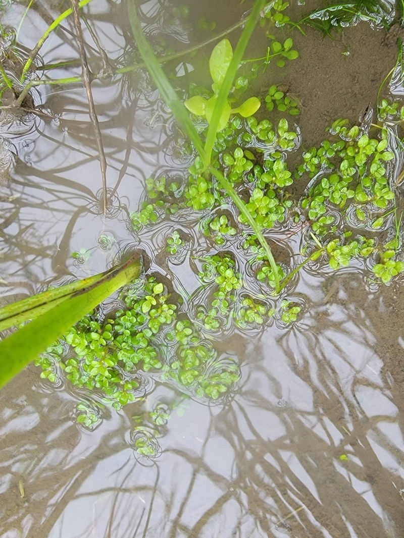 American Waterwort photo 5