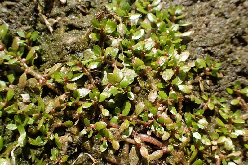 American Waterwort photo 6
