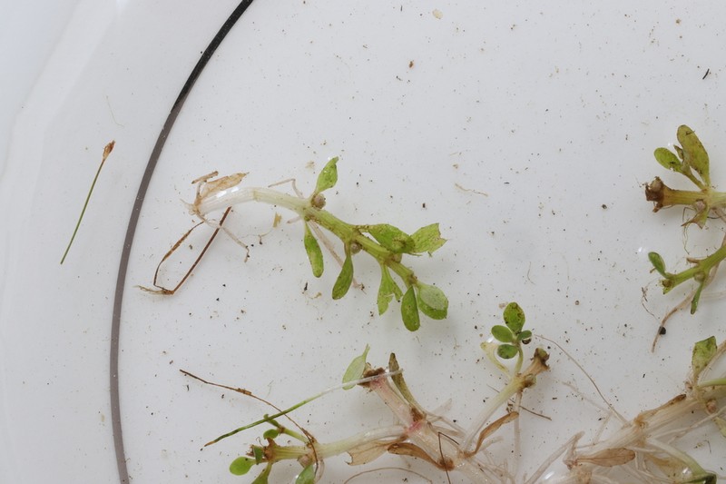 American Waterwort photo 8