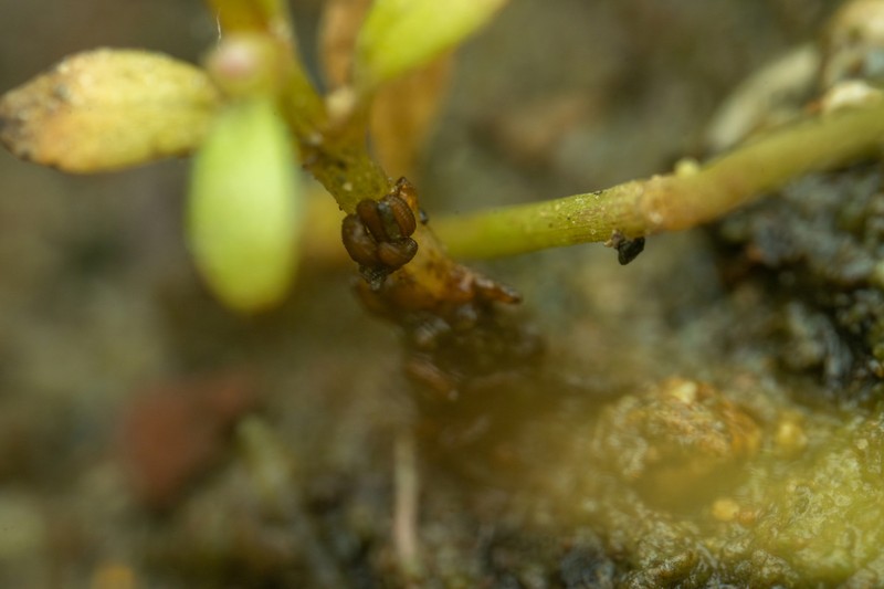 Shortseed Waterwort