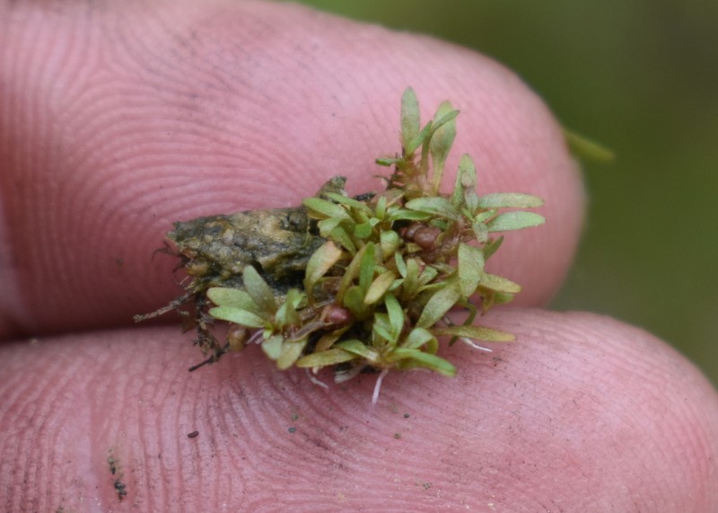 Shortseed Waterwort photo 2