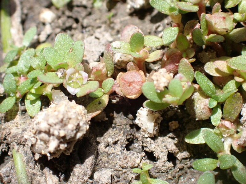 Shortseed Waterwort photo 3